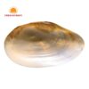Natural Mother of Pearl Dish, wholesale