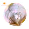 Round Mother of Pearl Shell Dish, wholesale